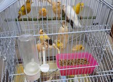 Canary birds for sale -مخاليف كناري  للبيع