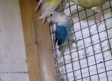 love bird for sale love bird for sale