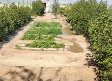 1 Bedroom Farms for Sale in Basra Khor Al Zubair