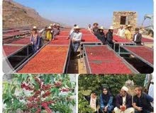 بن يمني عالي الجودة تشمه من بعيد ينعش الروح بن يمني عالي الجودة تشمه من بعيد ينعش الروح