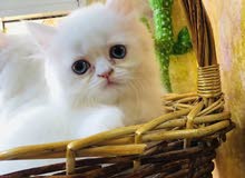 persian cat kitten persian cat kitten