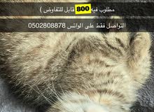 مكس بريتش وشيرازي -ذكر مكس بريتش وشيرازي -ذكر
