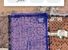 11.5 دونم مزروعه ب500 شجرة زيتون في مادبا حدب حواره الوسطى اعلان رقم 610