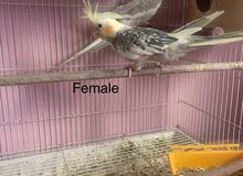 cockatiels for sale..friendly