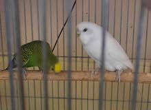Budgies Pair Budgies Pair