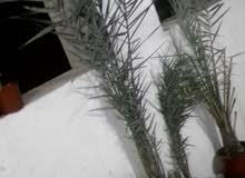 للبيع صرم نغال الكبيرة ب سته و المتوسطه ب خمسه و الصغيرة ب ثلاثه والي جاد بخفضله للبيع صرم نغال الكبيرة ب سته و المتوسطه ب خمسه و الصغيرة ب ثلاثه والي جاد بخفضله