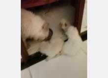 قطط صغيرة للحجز والبيع pure kittens for sale قطط صغيرة للحجز والبيع pure kittens for sale
