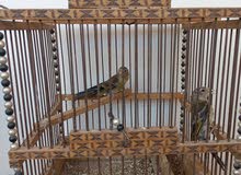 فراخ بندوق حسون للبيع