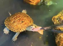 caspian turtle caspian turtle