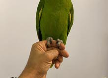 للبيع يلوناب للبيع يلوناب