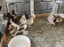 حمام زينة للبيع حمام زينة للبيع