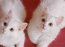 قطط شيرازي ايناث وذكور