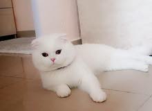 Scottish fold breed for mating. Scottish fold breed for mating.