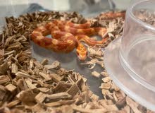 Corn Snake baby (No poison) 4 months old Corn Snake baby (No poison) 4 months old