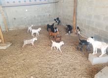 goats babie for sale goats babie for sale