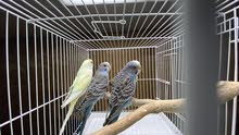 budgies bird budgies bird
