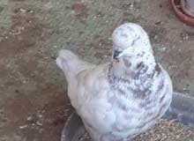 حمام كنغ حمام كنغ
