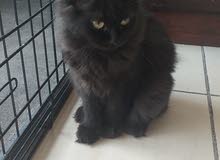 British cat brawn British cat brawn