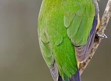 لاهل التمييز .. بلبل (( CUCAK )) لاهل التمييز .. بلبل (( CUCAK ))