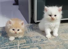 Persian Kittens Persian Kittens