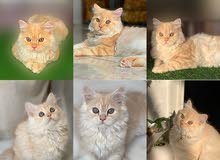 بيع قطه بيع قطه