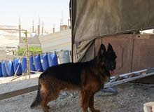 جيرمن شيبرد فل كلر مواصفات