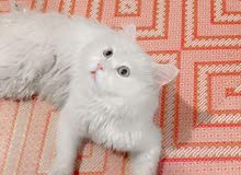 قط شيرازي ذكر قط شيرازي ذكر