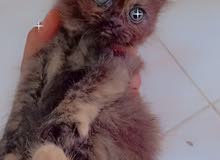 قطه للبيع قطه للبيع