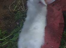 Adult rabbit 4-5 months male Adult rabbit 4-5 months male