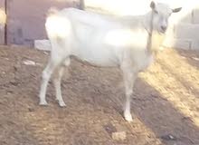 جدي فرنساوي اصلي الام والاب استيراد جنس احليب جدي فرنساوي اصلي الام والاب استيراد جنس احليب