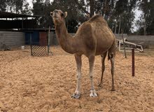 جمل وطني للبيع جمل وطني للبيع