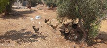 دجاج بلدي دجاج بلدي