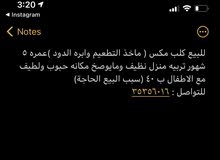 كلب مكس للبيع كلب مكس للبيع