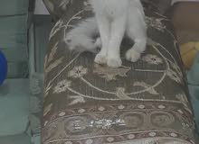 اربع قطط اربع قطط