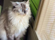 للبيع قطه نثيه هملايا للبيع قطه نثيه هملايا