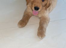 Golden Retriever Golden Retriever