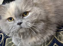 قطه شيرازي مجاناً قطه شيرازي مجاناً