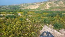 قطعة ارض زراعية بالقرب من طريق كفرابيل الغور يابلاش كامل القطعة 