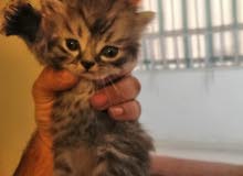 للبيع عمر شهر ونص دكر وانثى للبيع عمر شهر ونص دكر وانثى