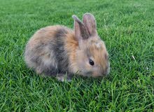 ارانب صغار للبيع ارانب صغار للبيع