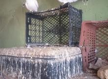 زواجل بيض اصليات زواجل بيض اصليات