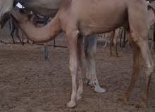 حوار جمل حوار جمل