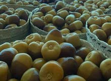 افضل انواع البرحي الفلسطيني جديد اول مره افضل انواع البرحي الفلسطيني جديد اول مره