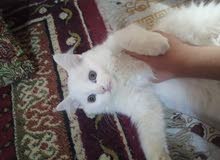 قط ذكر عمره 3 أشهر صحتهه تمام شرط لفحص قط ذكر عمره 3 أشهر صحتهه تمام شرط لفحص