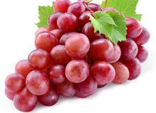 grape عنب muscat italia & red globe grape عنب muscat italia & red globe