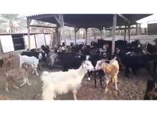 معز الدار محلي معز الدار محلي