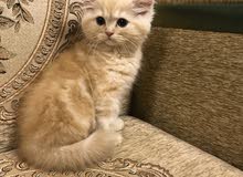 قط شيرازي عمره شهر Shirazi kitten ( one month قط شيرازي عمره شهر Shirazi kitten ( one month