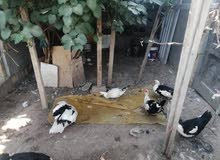 متاح بش مصري عدد فحل 8وعدد نثايه 9 متاح بش مصري عدد فحل 8وعدد نثايه 9
