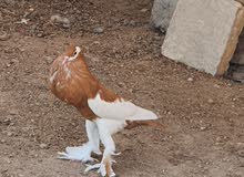 فحل نفاخه اصفر فحل نفاخه اصفر