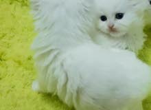 اناث شيرازي بيور عمر 42 يوم female shirazi pure 42 days old اناث شيرازي بيور عمر 42 يوم female shirazi pure 42 days old